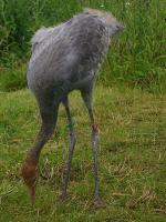 Red Green Blue on 3rd July 2012 Red Green Blue on 3rd July 2012